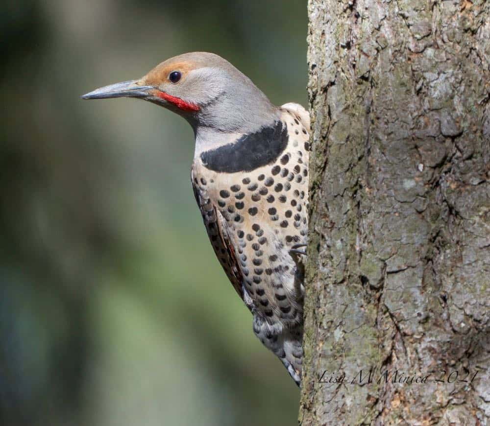 Red-shafted flicker on a tree