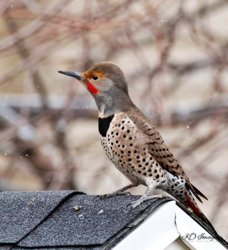 Red-shafted northern flicker