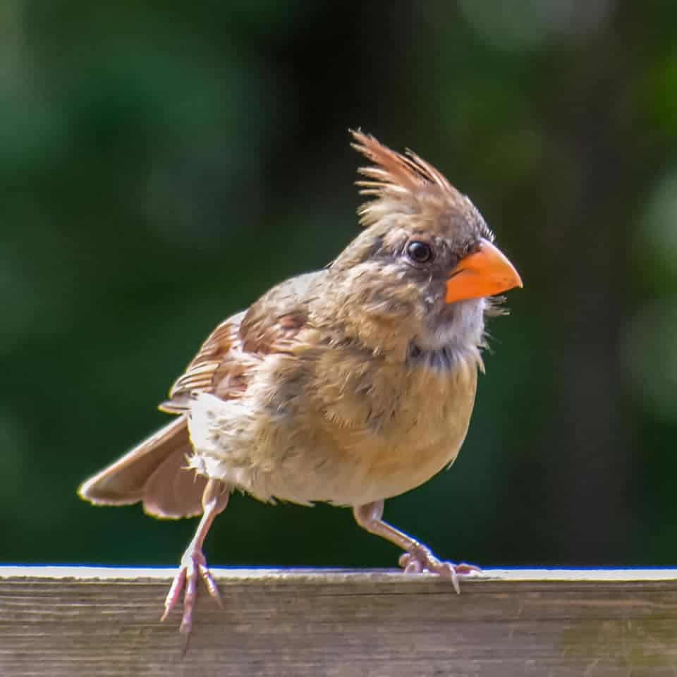 female juvenile cardinal