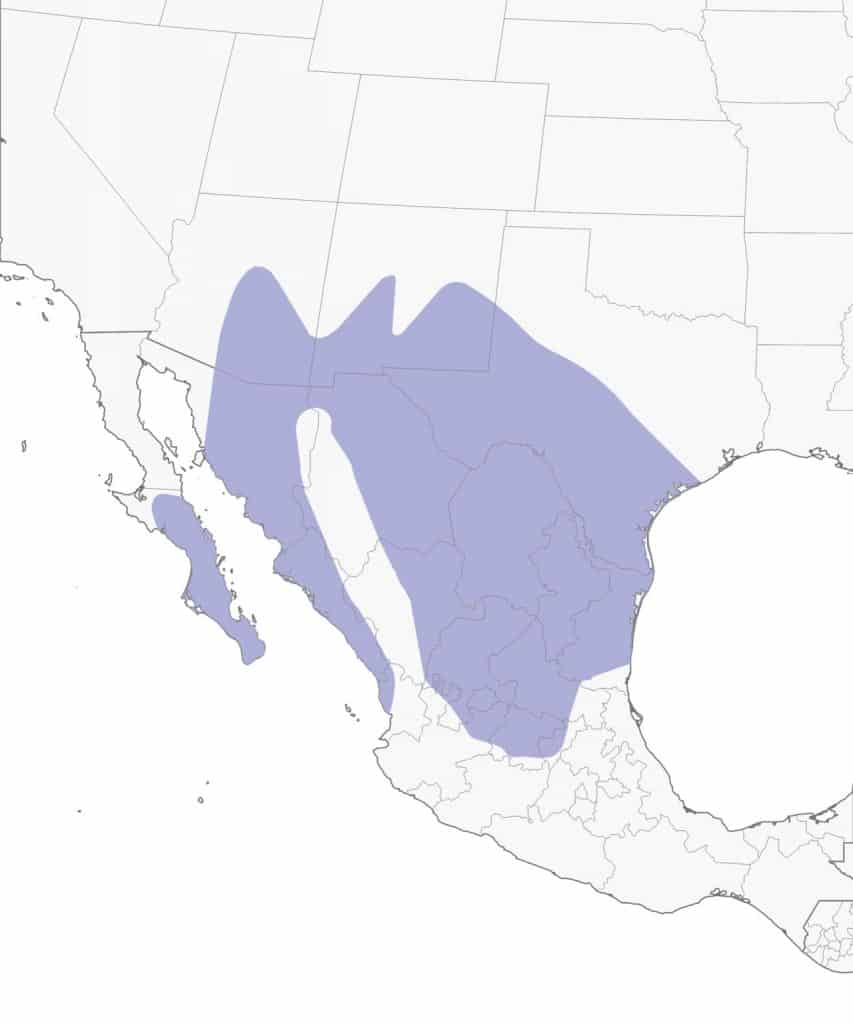 Pyrrhuloxia bird range map