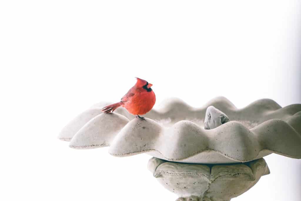 Cardinal in birdbath