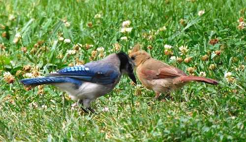 blue jay and cardinal get along