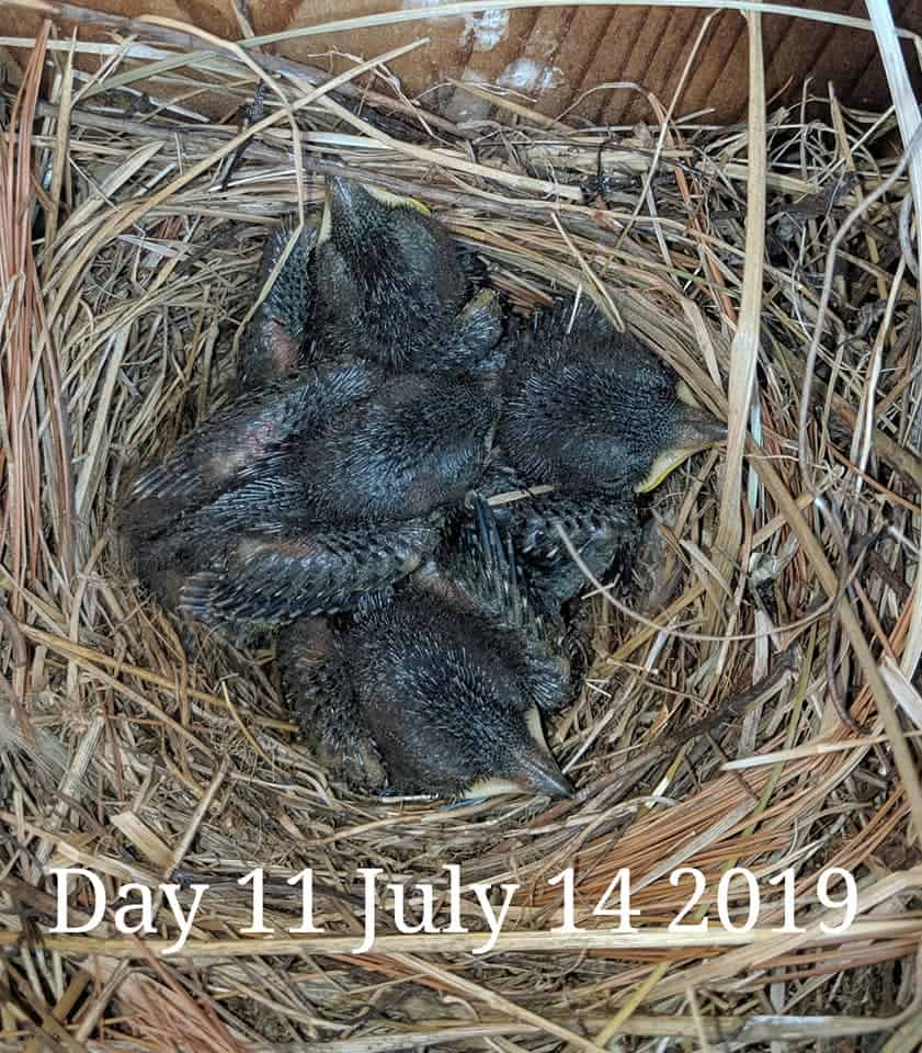 Bluebird babies 10 days old.