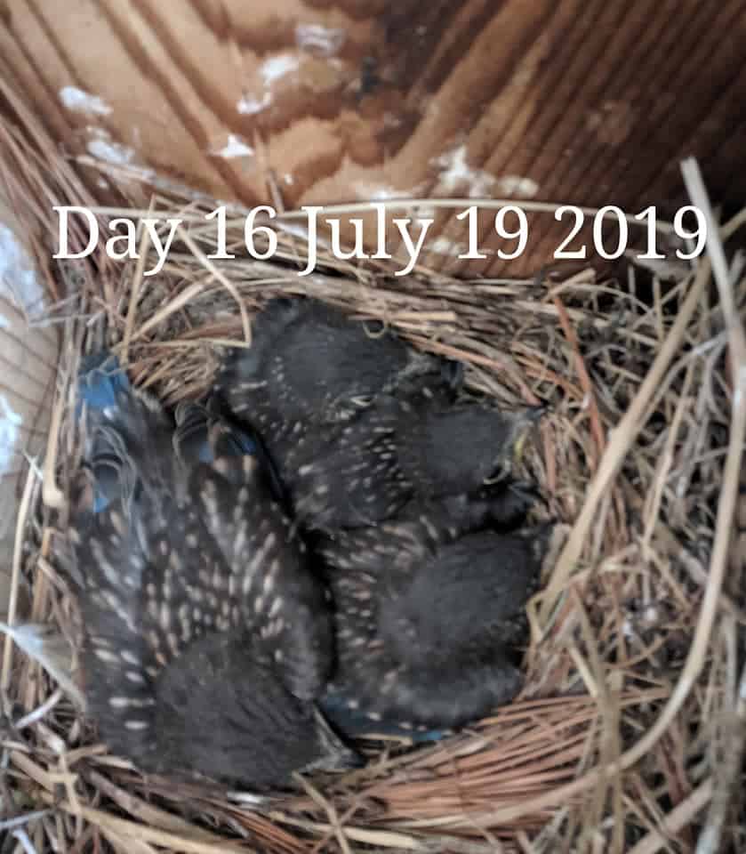 Bluebird babies 15 days old.