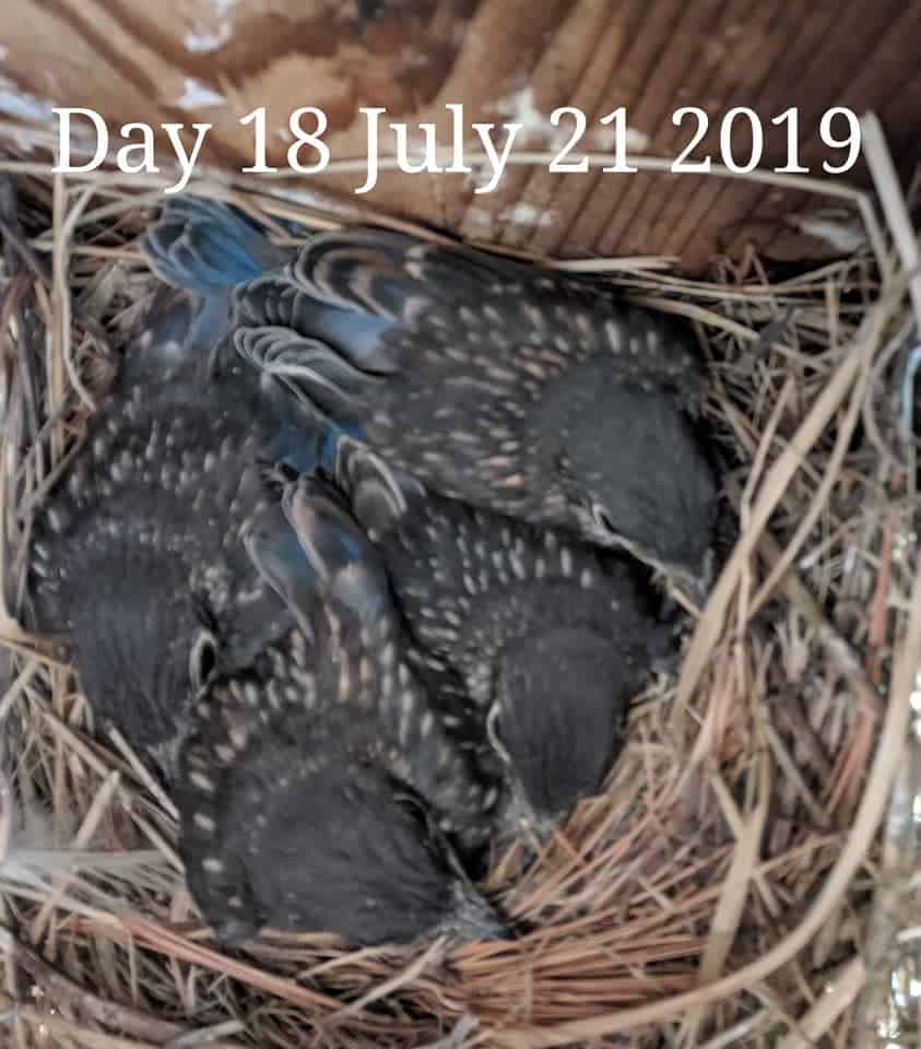 Bluebird babies 17 days old.