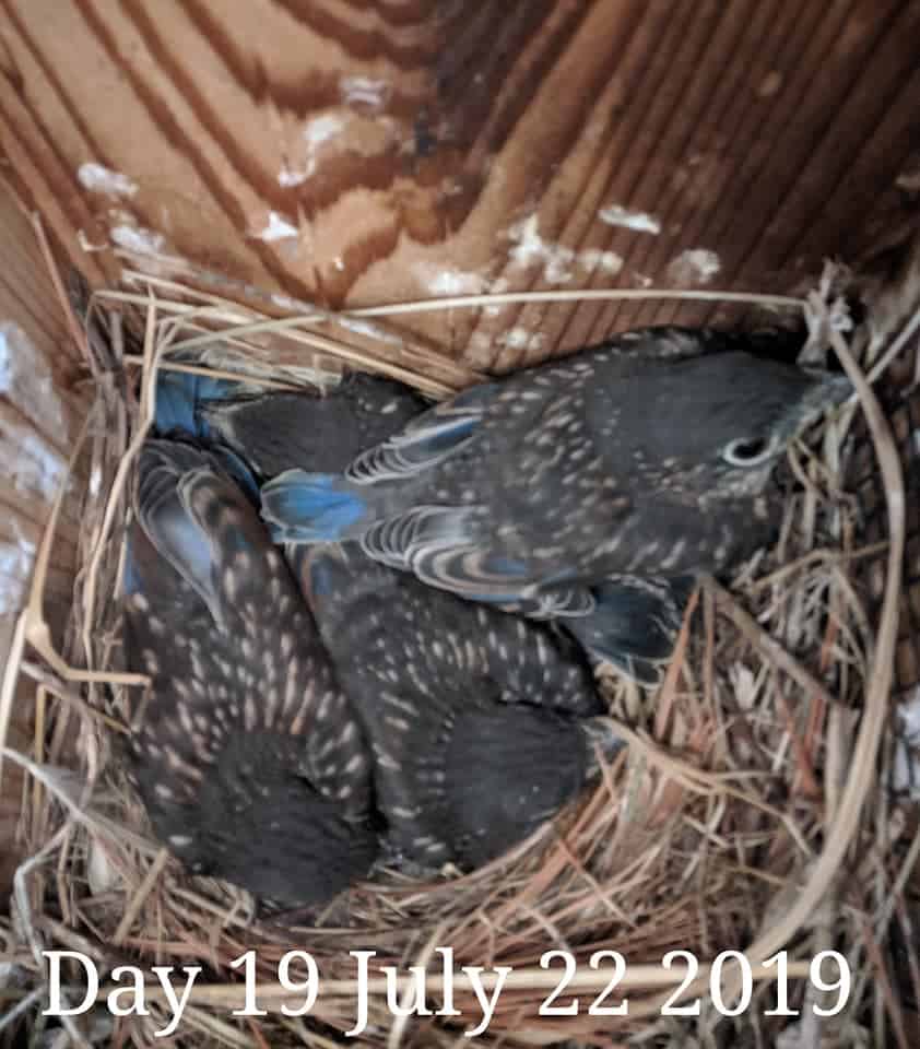 Bluebird babies 18 days old.