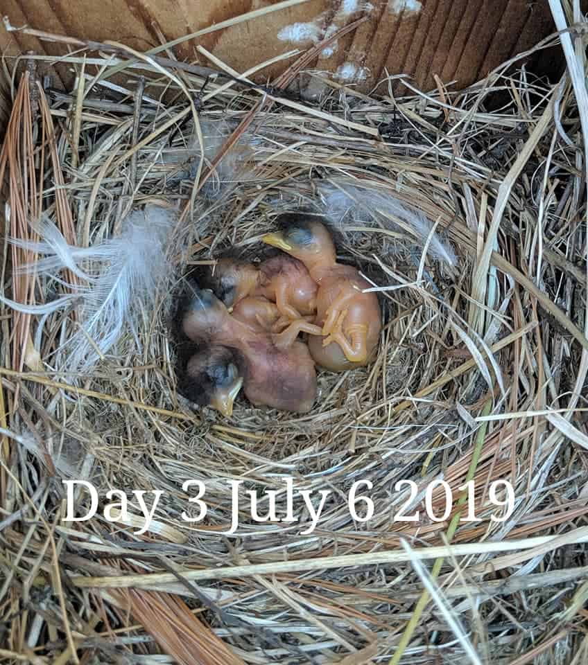 Bluebird babies are 2 days old.