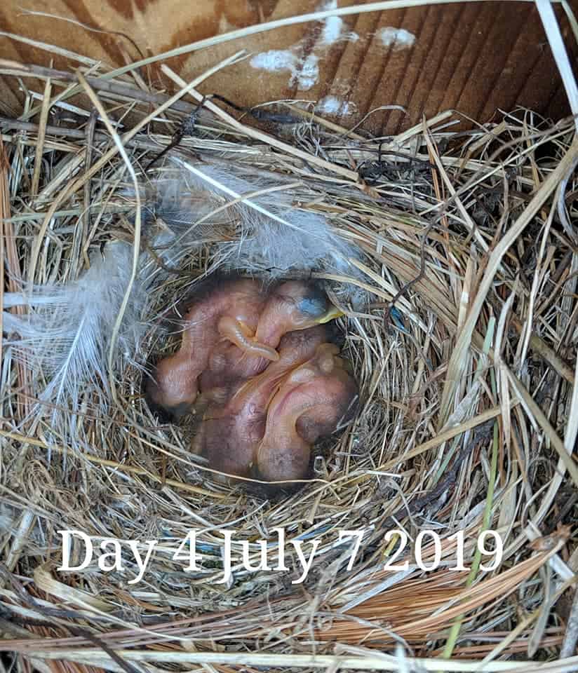 Bluebird babies are 3 days old.
