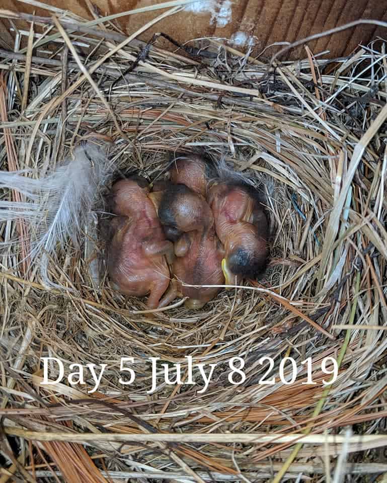 Bluebird babies are 4 days old.