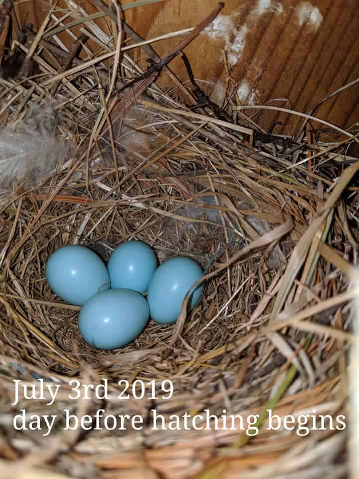 bluebird eggs in nest