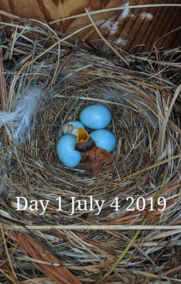 bluebird eggs hatching