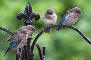 All About Baby Bluebirds from A to Z