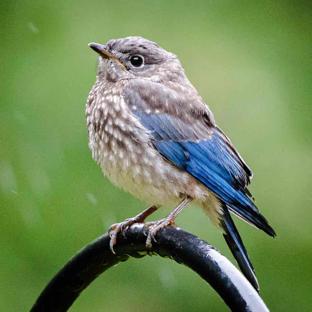 Baby bluebird - juvenile