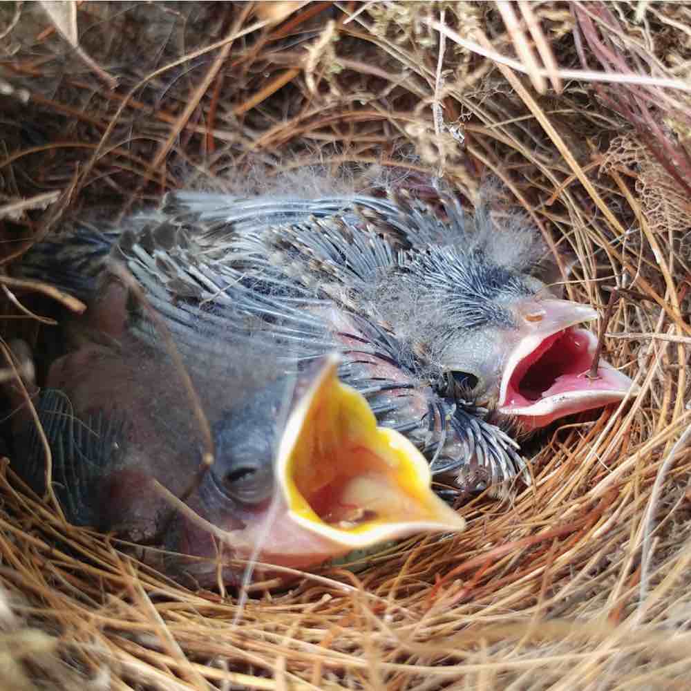 Baby bluebird nestlings