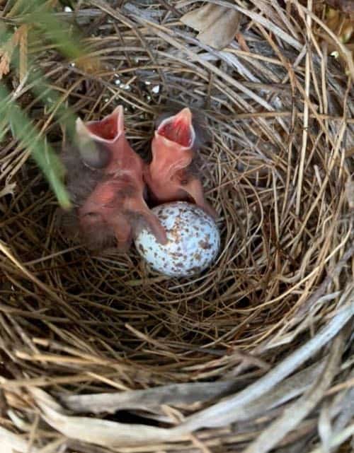 Cardinal hatchlings
