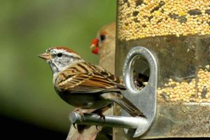 How to Clean Bird Feeders & Birdbaths to Avoid Harming Wild Birds