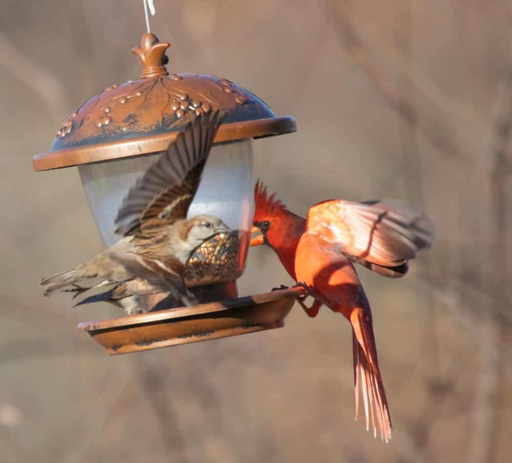 Cardinal and other bird fighting at feeder