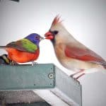 FEmale cardinal and painted bunting on the feeder together