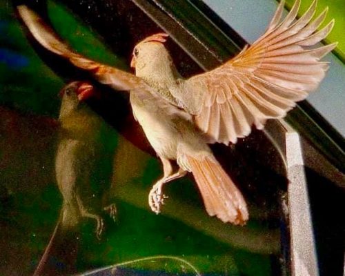 6 Proven Solutions to Stop Birds From Hitting Your Windows