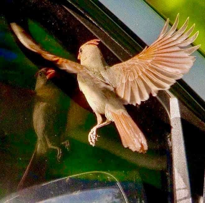 Female cardinal attacking a car window