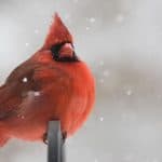 Cardinal on branch when snowing