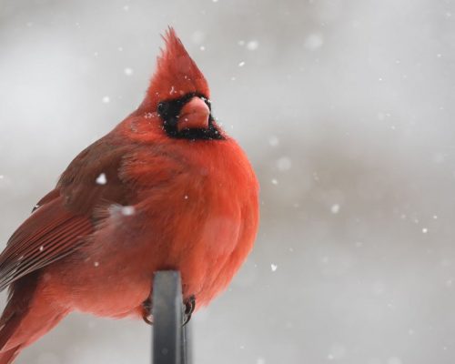 Wisconsin Winter Bird Identification Guide