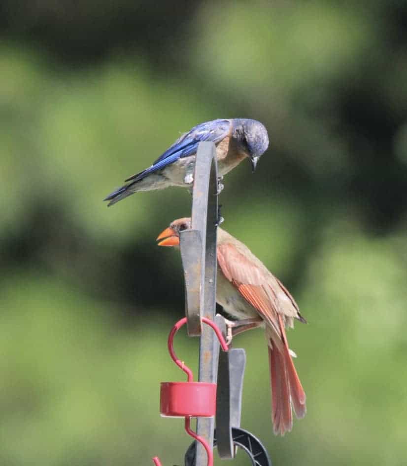 northern cardinal and eastern bluebird together on a feeder