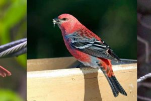 9 Birds That Look Like Cardinals But Are Not (With Side-by-Side Photos)