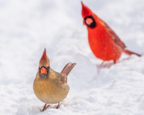How Cardinals Survive Winter & Ways You Can Help