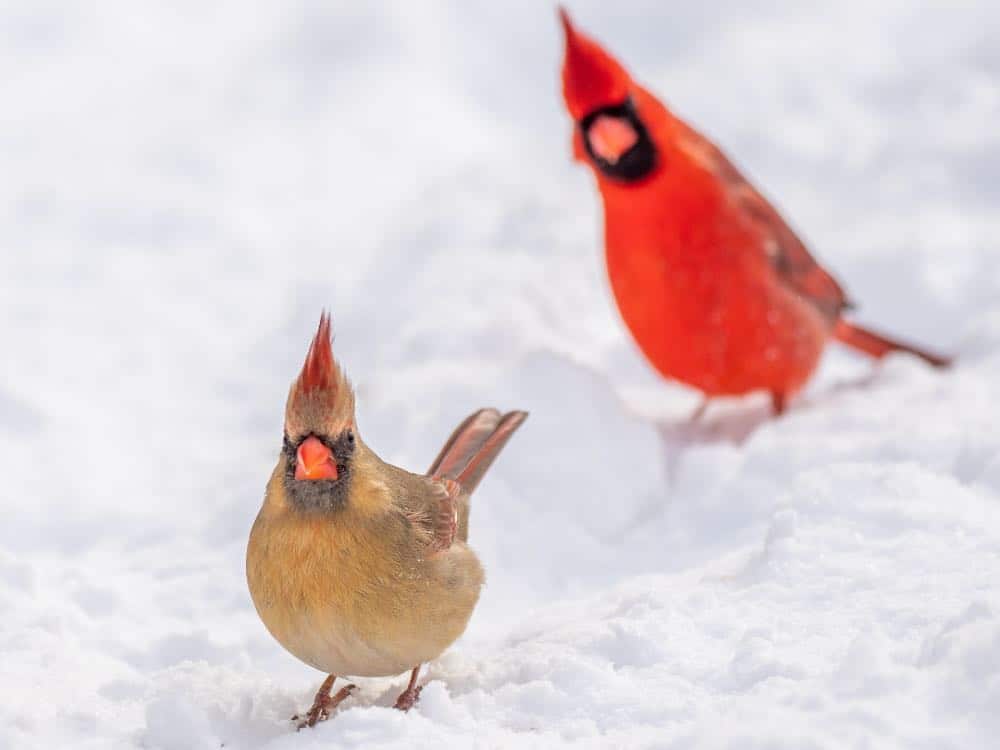 male and female northern cardinals Ohio winter birds