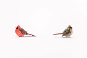 Do Cardinals Mate for Life?