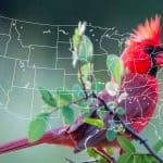 Male cardinal with image of united states overlay