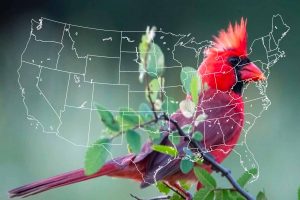 How Many States Chose The Cardinal As Their State Bird, When & Why?