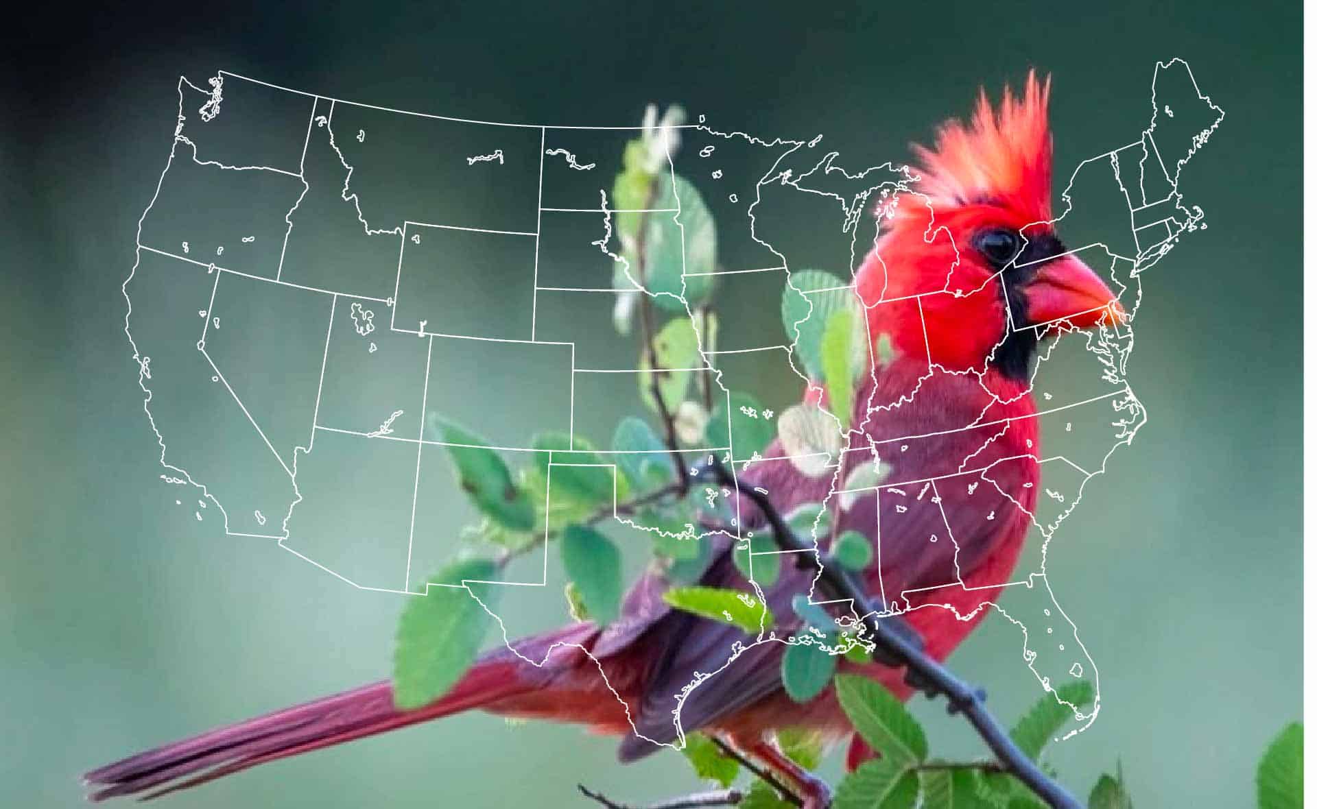 Male cardinal with image of united states overlay