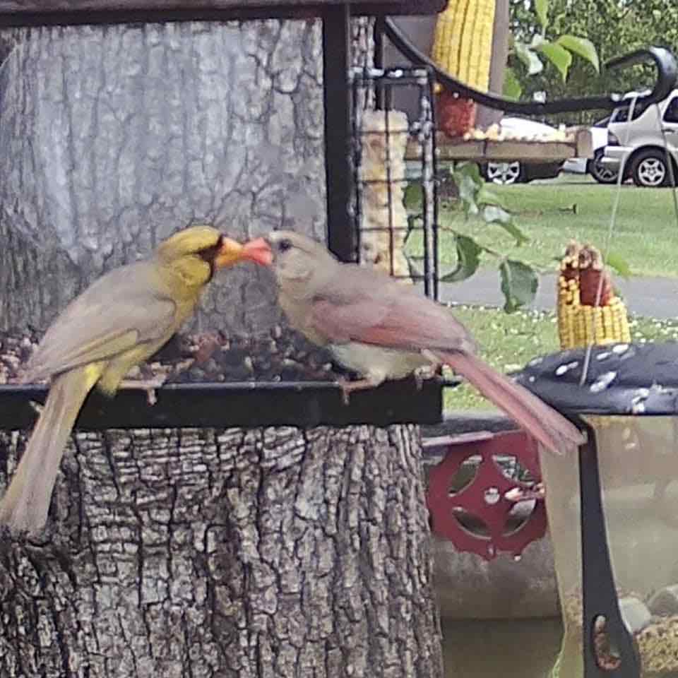 Yellow northern cardinal feeding his mate