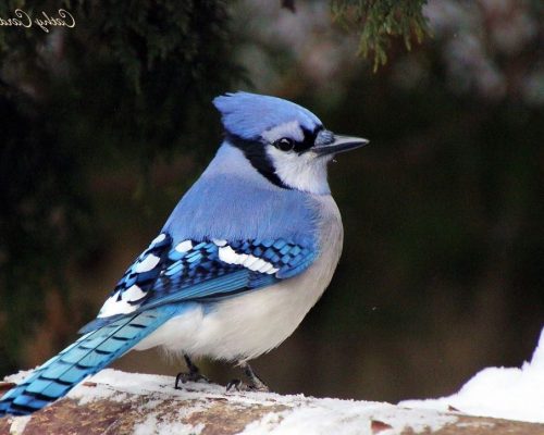 Blue Birds in Illinois