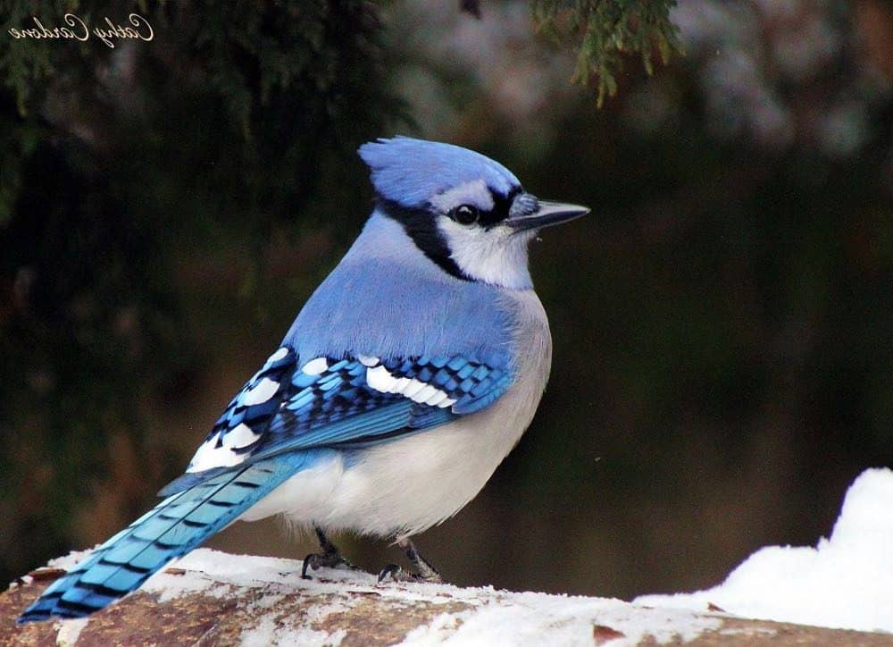 Blue jay sitting on snowy branch