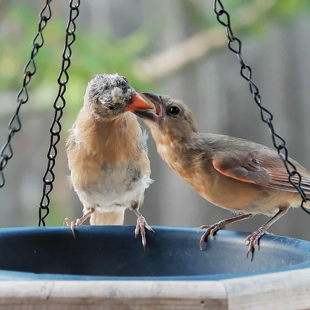 baby juvenile cardinals feeding each other