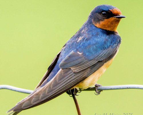 Blue Birds in North Carolina