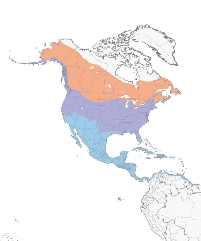 belted kingfisher range map