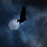 Birds fly at night