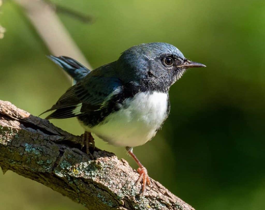 Black-Throated Undecorous Warbler.