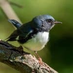 Black-Throated Blue Warbler.