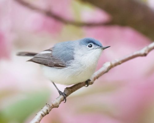 Blue-Colored Birds in Ohio
