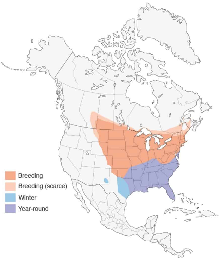 Brown thrasher range map. Compliments of <a href="https://www.birds.cornell.edu/home">The Cornell Lab</a>.