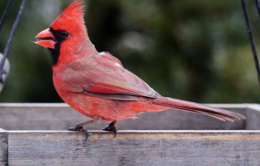 male cardinal on platform feeder