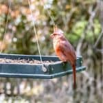 Male cardinal eating from a platform feeder