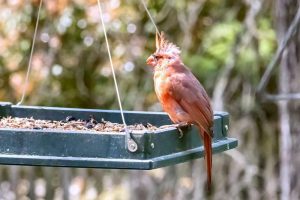 3 Best Bird Feeders for Cardinals (Most Feeders Don’t Work)