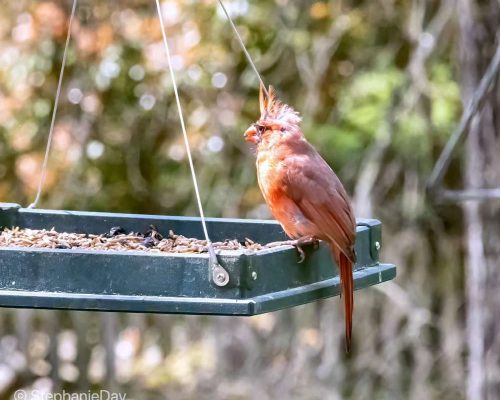 3 Best Bird Cardinal Feeders They’ll Actually Use