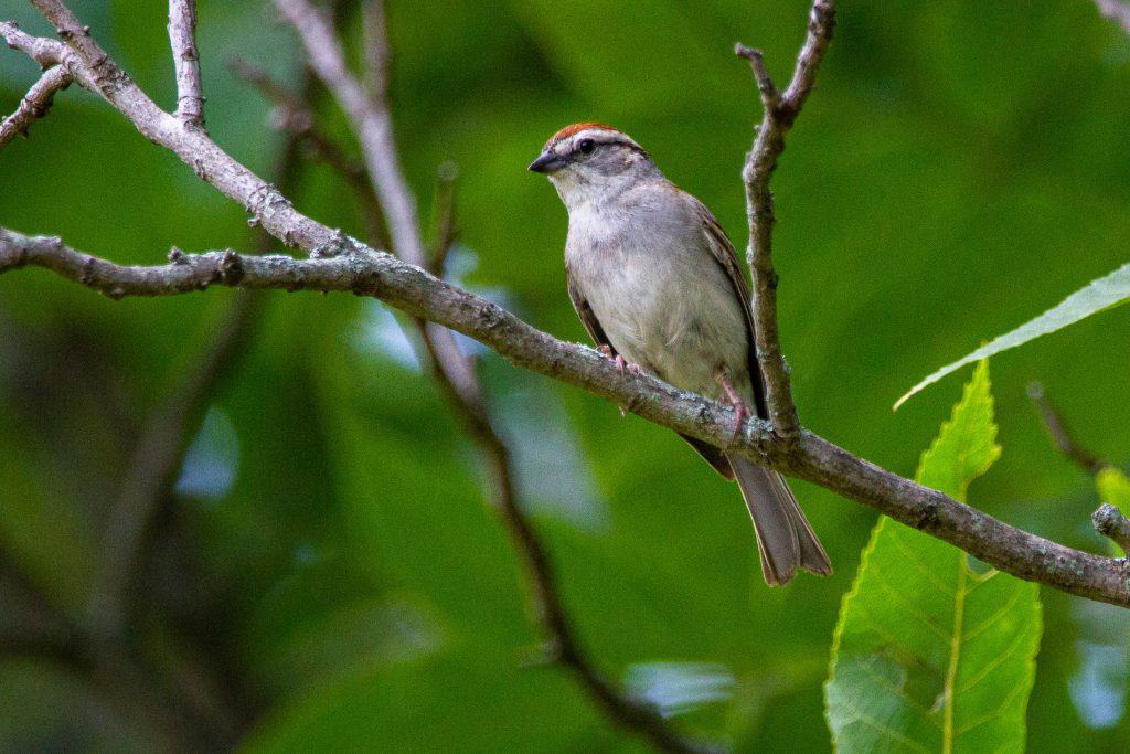 Chipping sparrow perched on a branch